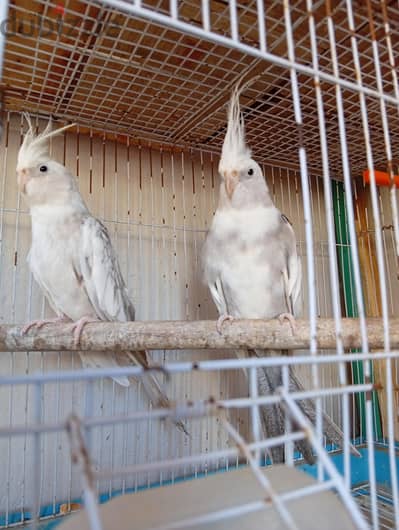 قص كوكتيل فرنسي دكر مصبع ونتايه أزبيل فواتح أحجام