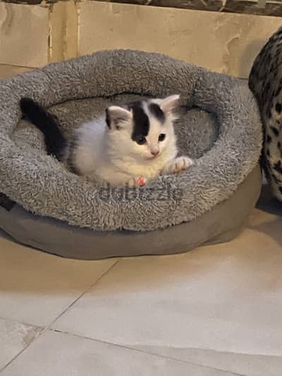فطط ىلاد وبنات ب اعمار مختلفه
