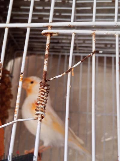 ذكر كناري ميوزك بسم الله ما شاء الله الله اكبر