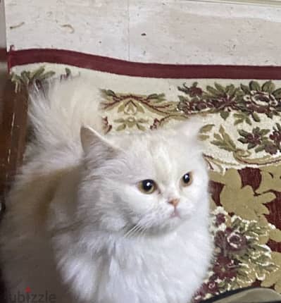 قطة للتبني