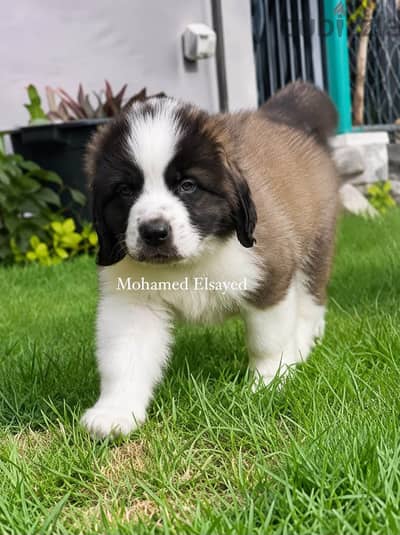 جراوي سانت برنارد . . saint bernard puppies