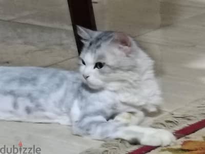محتاجة انثي للزواج
