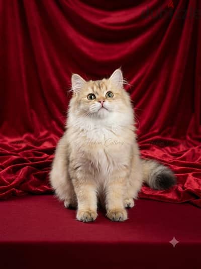 أجمل ذكر سكوتش ستريت لونج هير جولد - Scottish straight Longhair Gold