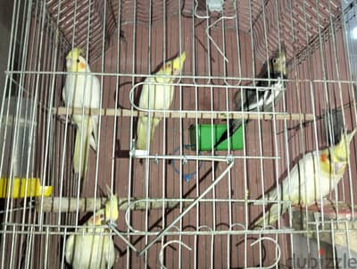 مجموعه شبابات كوكتيل لاتيني وحبشي