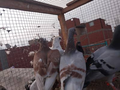 7زغاليل