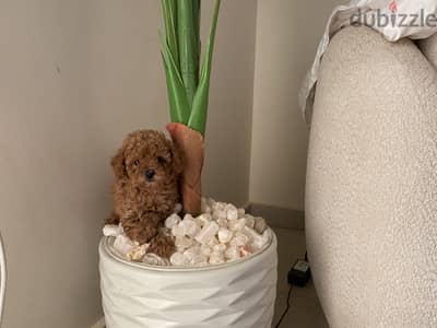 Poodle puppy pedigree fci