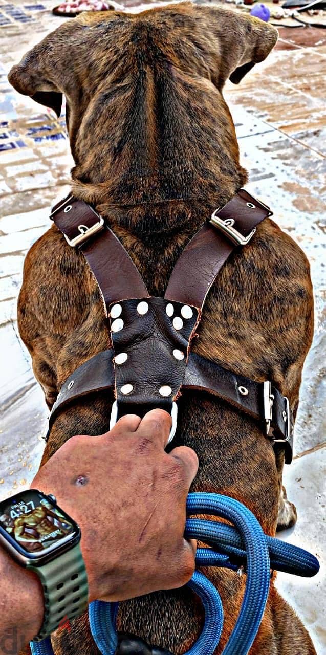 Pitbull dog 1