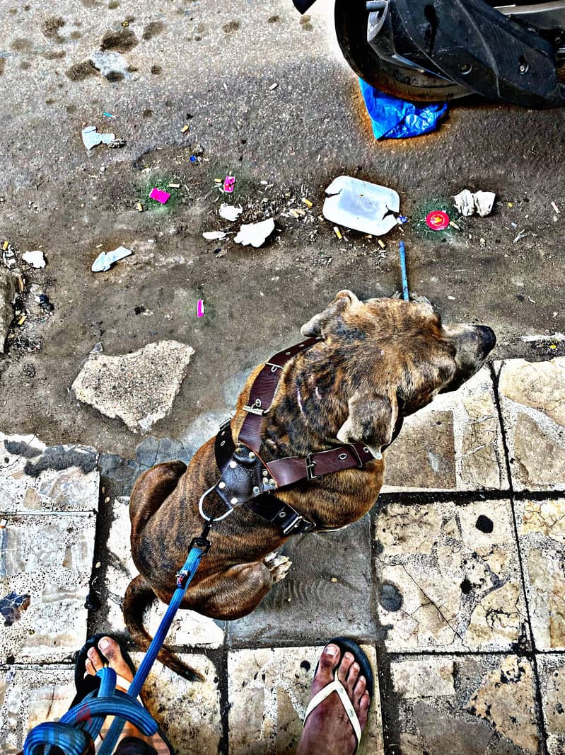 Pitbull dog 2