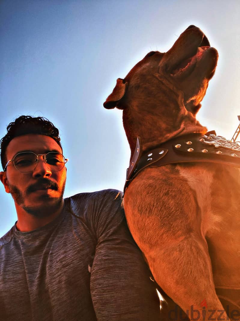 Pitbull dog 3