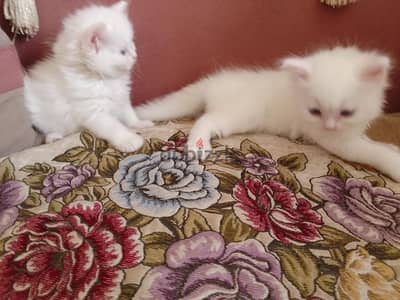 ذكر وبنوته