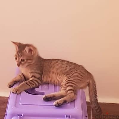 للتبني للتبني for adoption