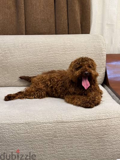 Male Toy Poodle Two dogs for breeding only. للجواز