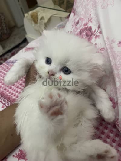 Sherazi farsi cat