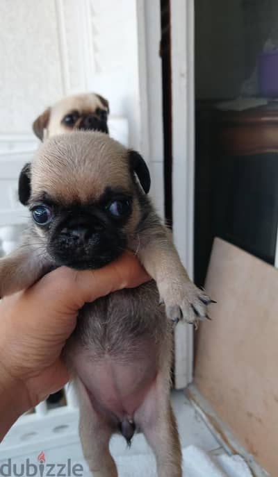 للبيع كلبه pug باج