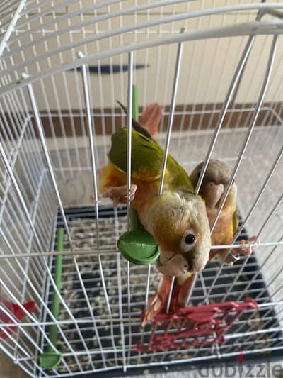 ببغاء كونيور باينبل هاي ريد