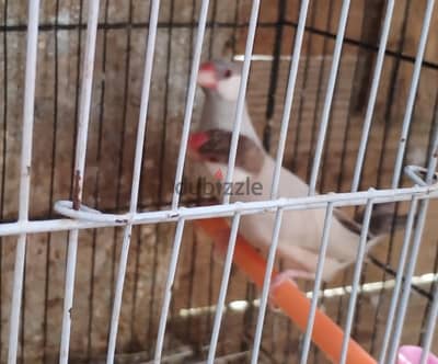 جاوا فينش شغاله