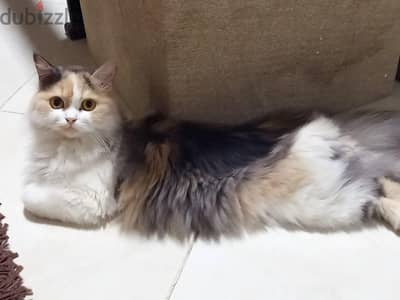 قطه شيرازي للبيع