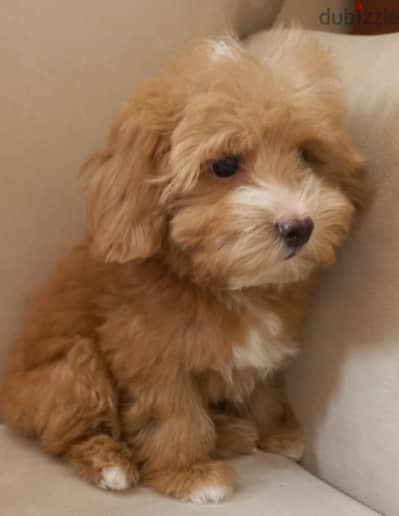 maltipoo & poodle