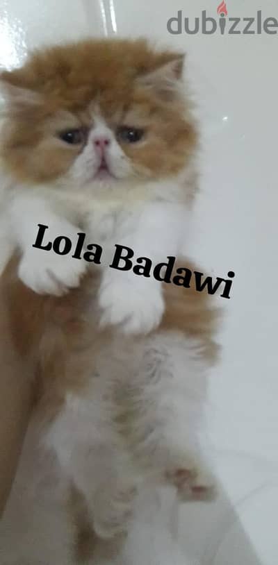 اطعم ذكر بيرشن زورار توب ريد وايت عمر ٥٥ يوم