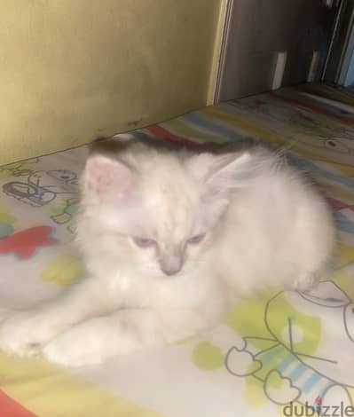 قطه صغيره