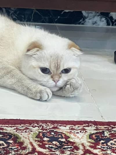 قطه سكوتش فولد دبل