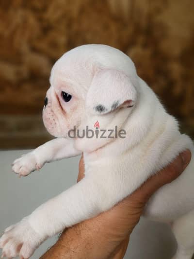 french bulldog _ فرينش بولدوج