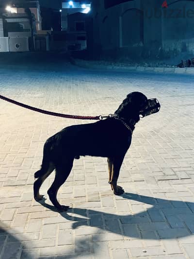 كلب روت وايلر