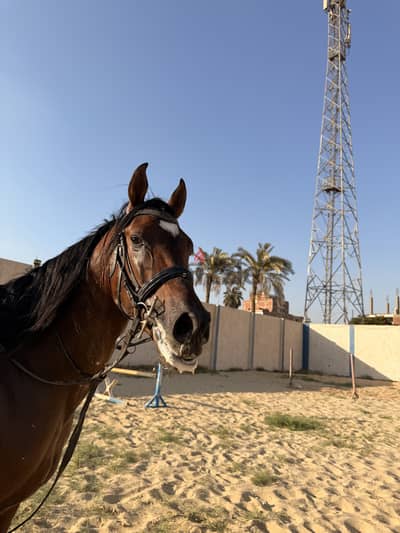 Showjumping stallion 4yrs