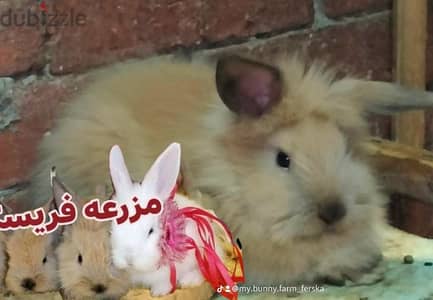 ارانب زينه في حلوان كلمني واتس