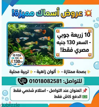 BEST DEAL FOR GUUPIES 