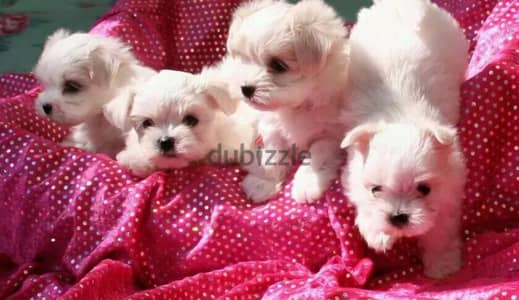 مينى هافنيز بيور متاح ولاد و بنات mini havanese teacup pure