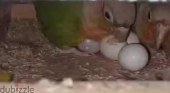 قص شغال بل مشتملات بفضل الله  للبيع لو للبدل بفرد امريكي مدرب