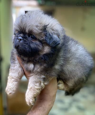 Pekingese  بيكينيز Pikinwa بيكنواه