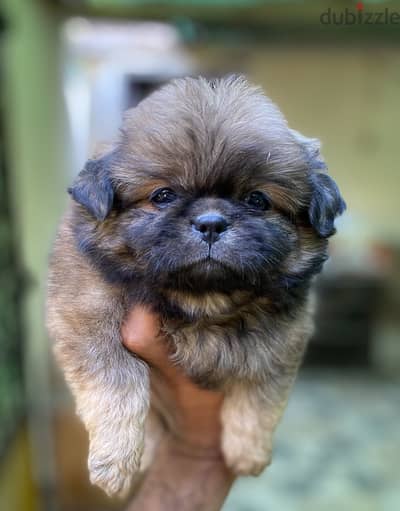 Pekingese  بيكينيز Pikinwa بيكنواه