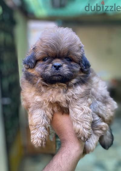 Pekingese بيكنيز