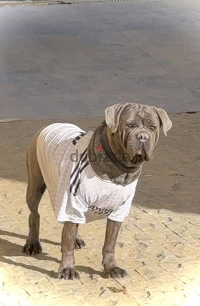 Famale cane corso كين كورسو