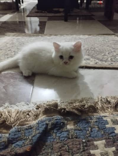 قطط شيراز بيور