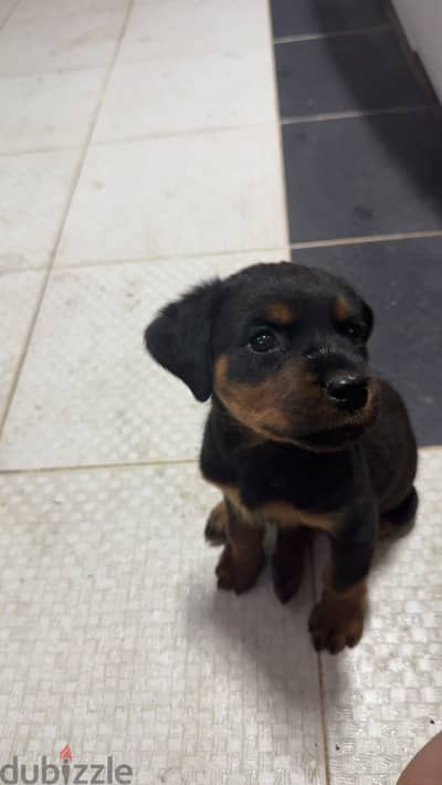 Rottweiler pure 100%