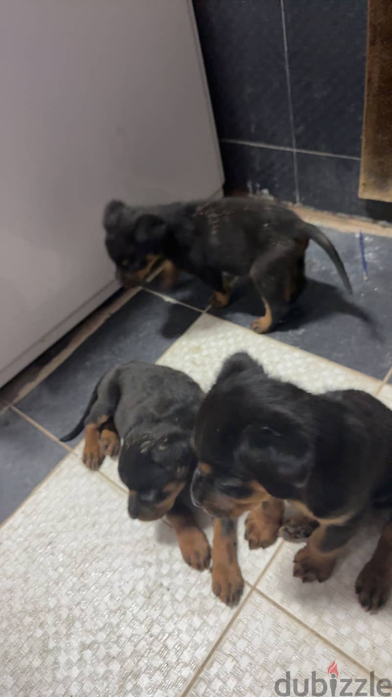 Rottweiler pure 100% 1