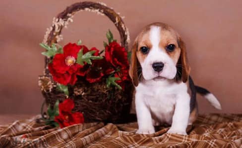 Available one females beagle pure _ بيجل بنوته هاي كواليتي