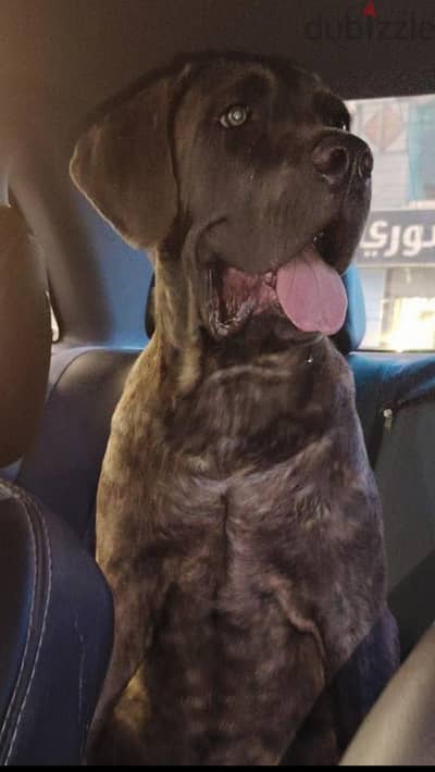 cane corso male blue brindle 6 months full pidgree fci