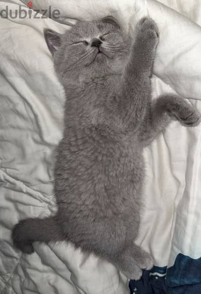 British shorthair grey cat