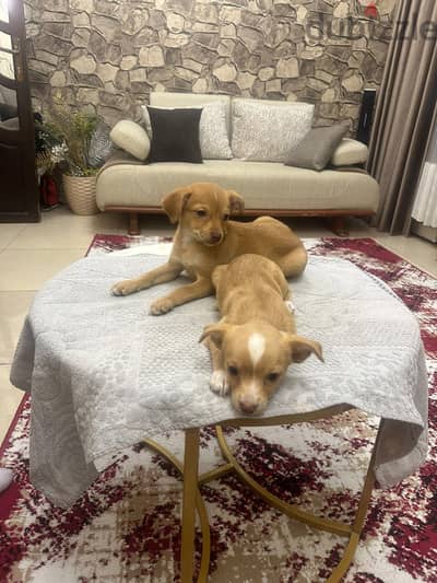 Chihuahua dogs