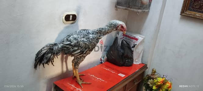 بدر حجازي