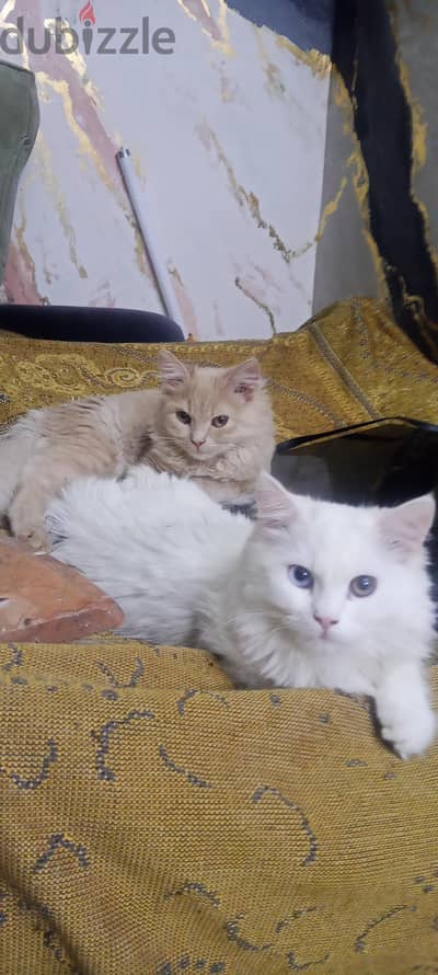 قطط شيرازي
