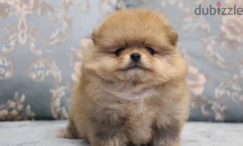 Pomeranian puppy boy from Russia
