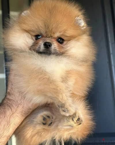 Pomeranian puppy boy from Russia