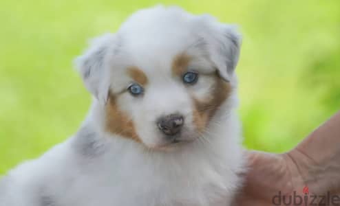 Australian shepherd puppy boy from Russia