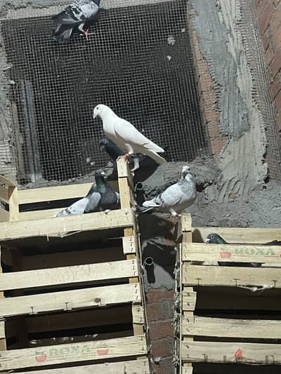 زاجل للبيع الاغلب ذكور  واتساب  01070702510