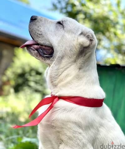 Central Asian shepherd Alabai puppy boy from Russia